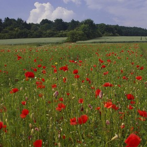 Bild zu Anne Froehlich